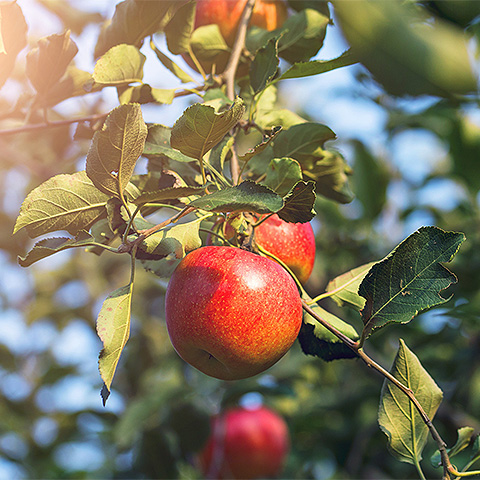 九游游戏官网热带水果五